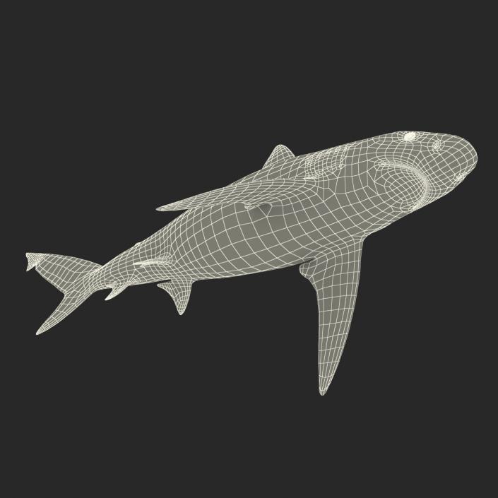 3D model Bignose Shark Rigged