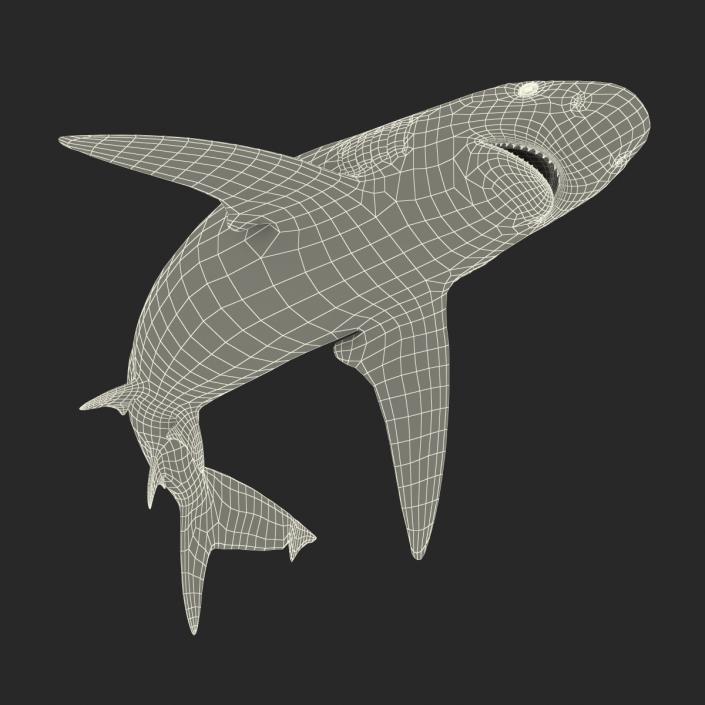 3D model Bignose Shark Rigged