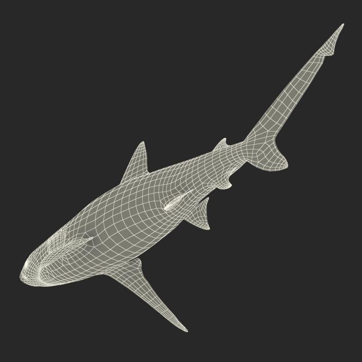 3D model Bignose Shark Rigged