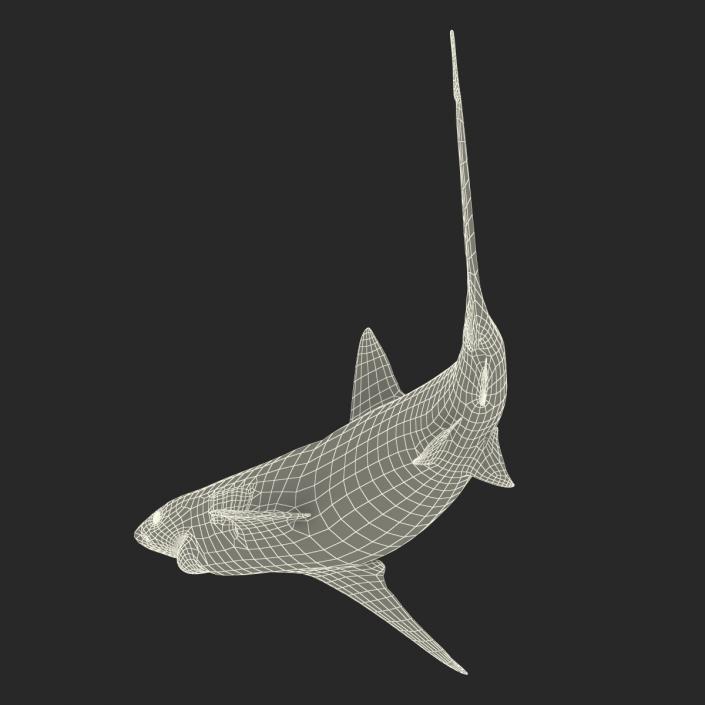 3D model Bignose Shark Rigged