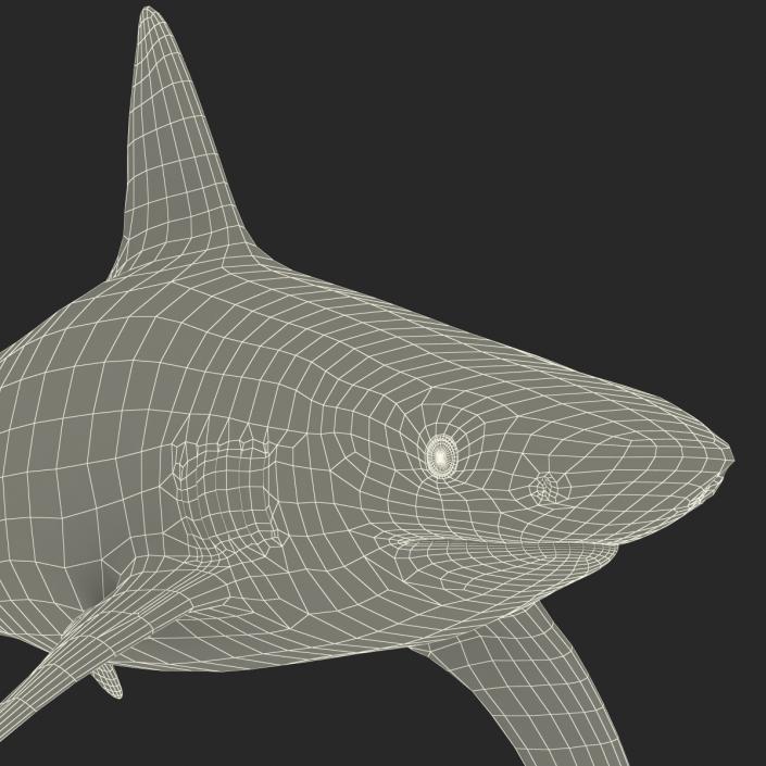 3D model Bignose Shark Rigged