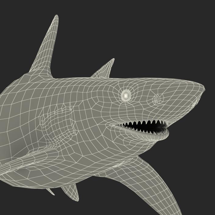 3D model Bignose Shark Rigged