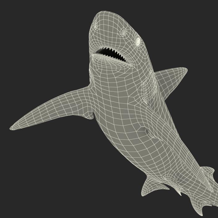 3D model Bignose Shark Rigged