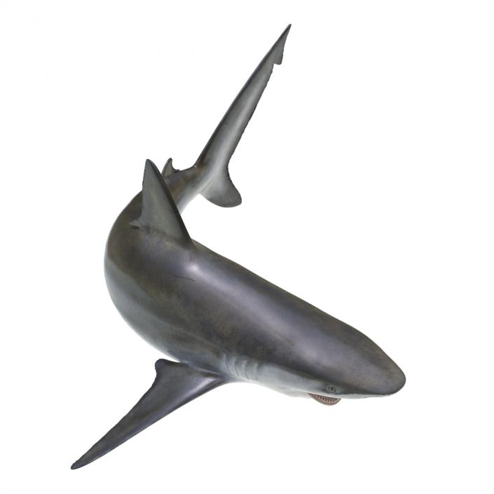 3D model Bignose Shark Pose 2