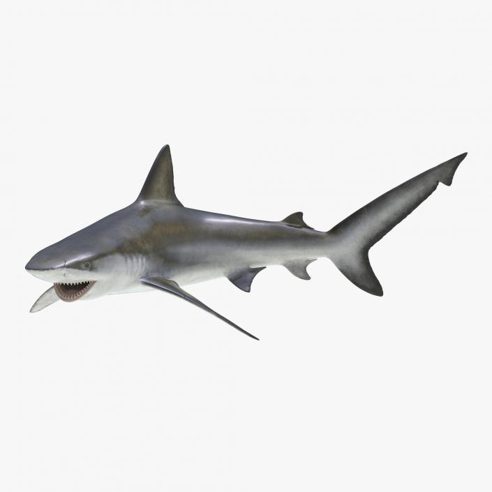 3D model Bignose Shark Pose 2