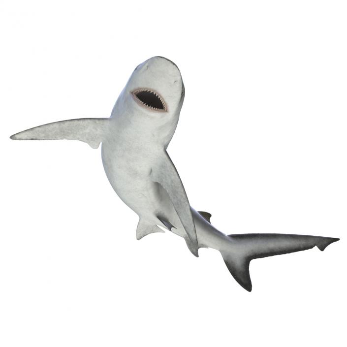 3D model Bignose Shark Pose 2