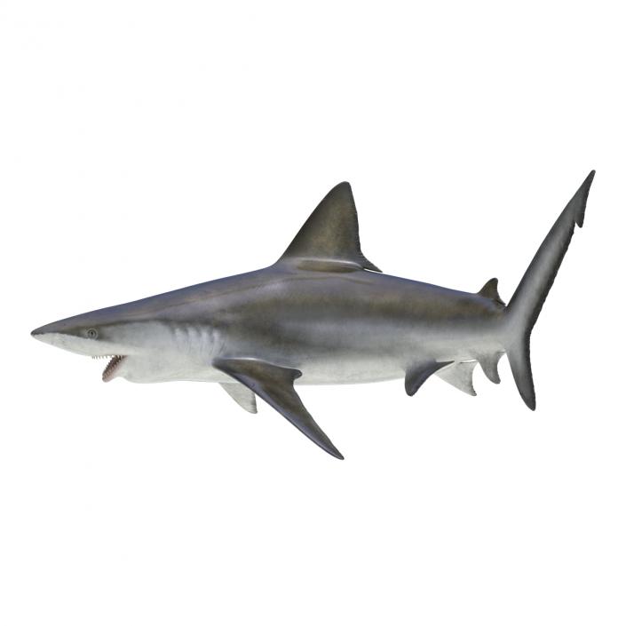 3D model Bignose Shark Pose 2