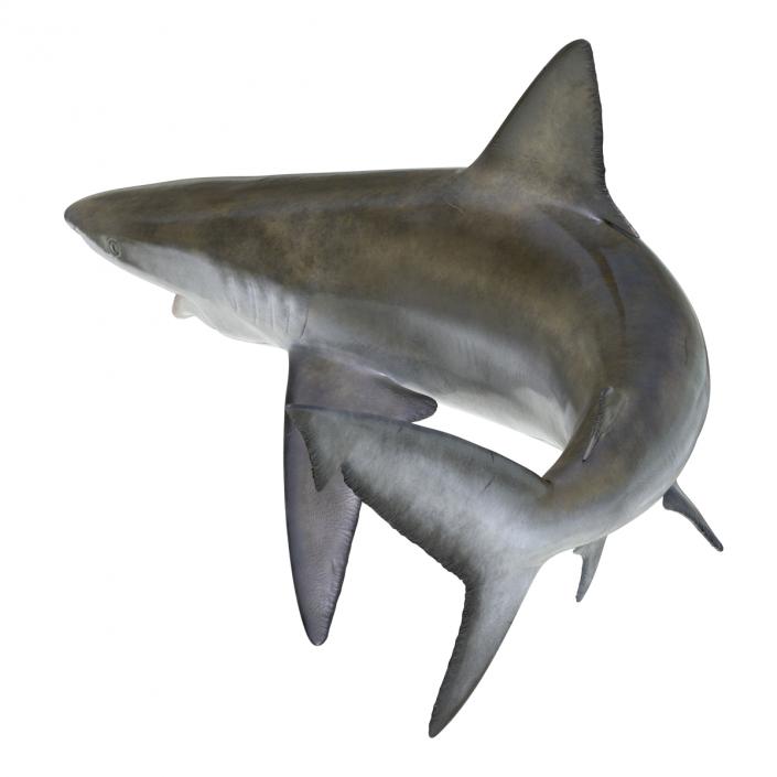 3D model Bignose Shark Pose 2