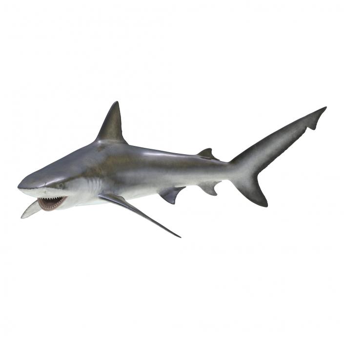 3D model Bignose Shark Pose 2