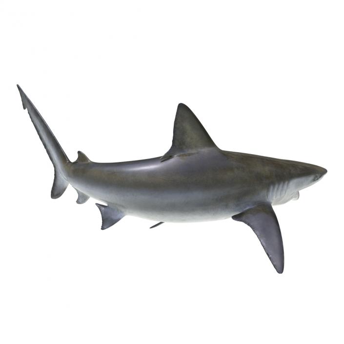 3D model Bignose Shark Pose 2