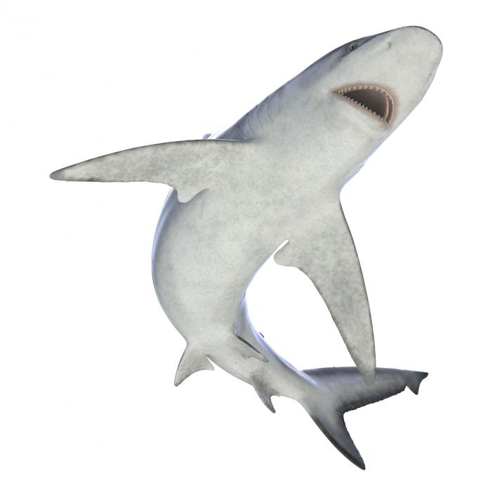 3D model Bignose Shark Pose 2