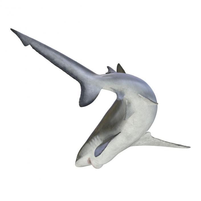 3D model Bignose Shark Pose 2