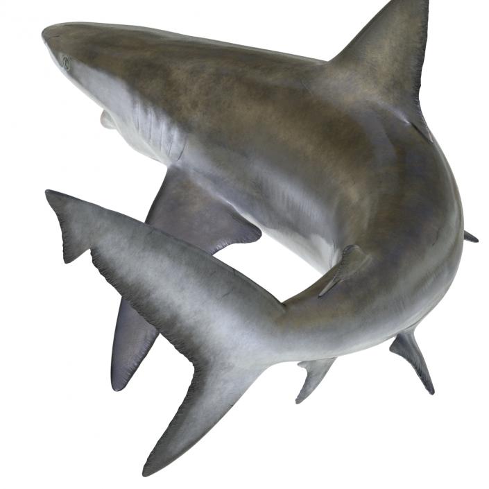 3D model Bignose Shark Pose 2