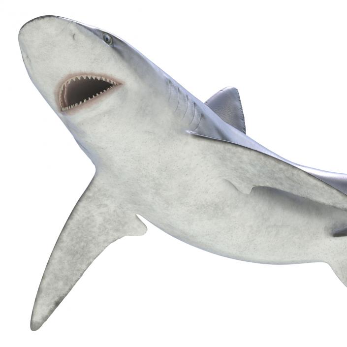 3D model Bignose Shark Pose 2