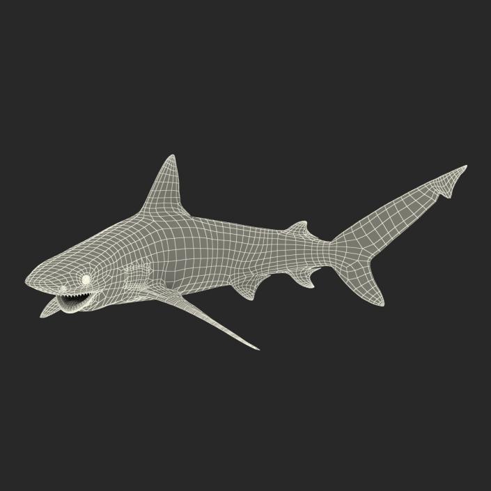 3D model Bignose Shark Pose 2