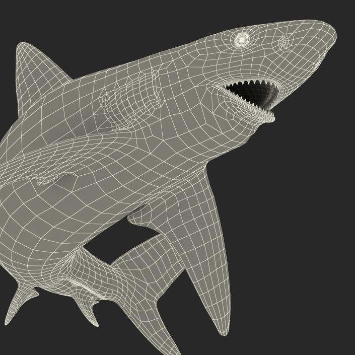 3D model Bignose Shark Pose 2