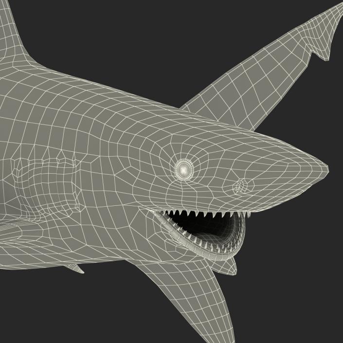 3D model Bignose Shark Pose 2