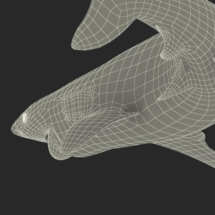 3D model Bignose Shark Pose 2