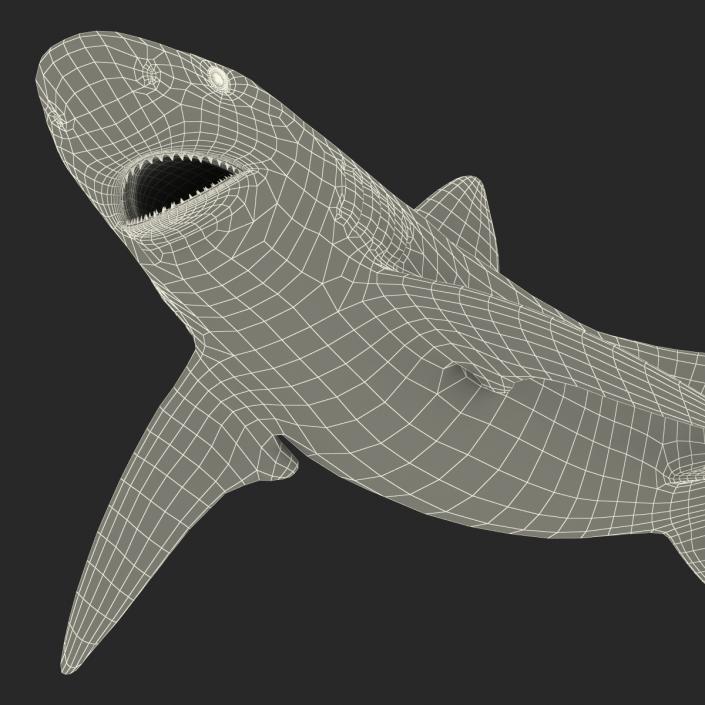 3D model Bignose Shark Pose 2