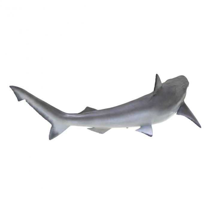 Spadenose Shark Pose 2 3D