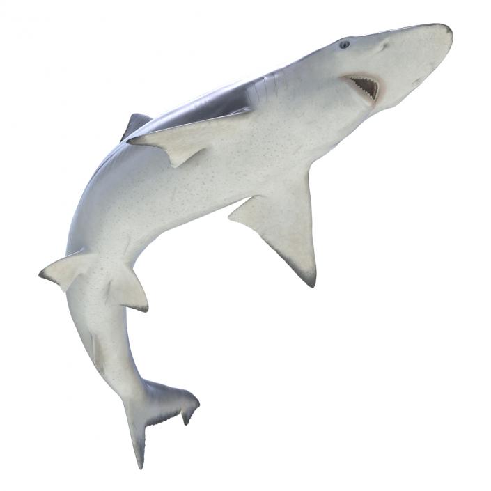 Spadenose Shark Pose 2 3D