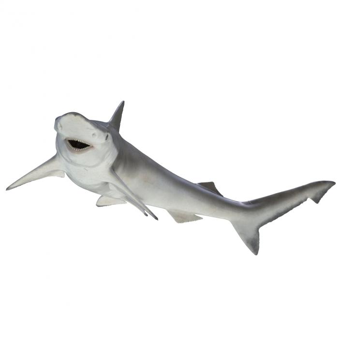 Spadenose Shark Pose 2 3D