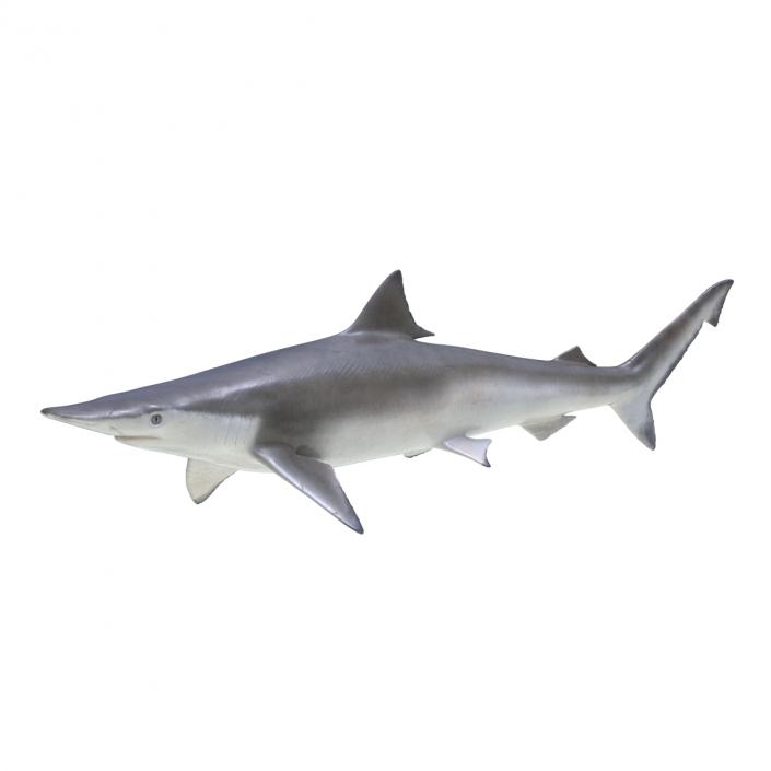 Spadenose Shark Rigged 3D