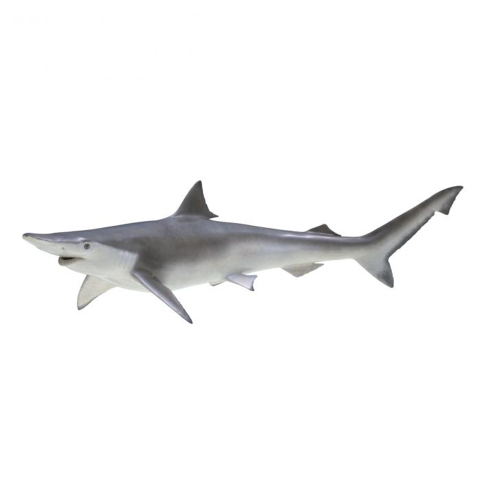 Spadenose Shark Rigged 3D