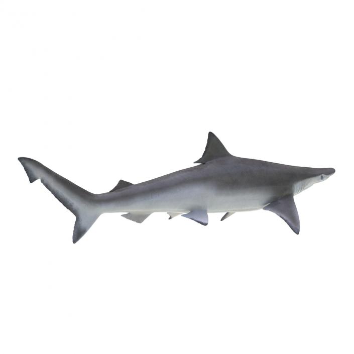 Spadenose Shark Rigged 3D