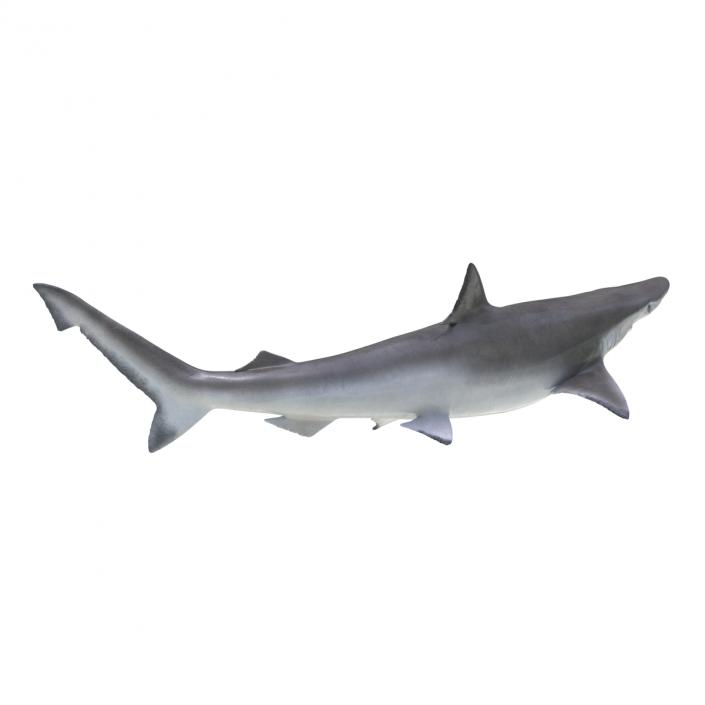 Spadenose Shark Rigged 3D