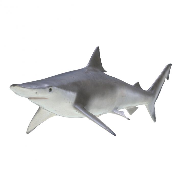 Spadenose Shark Rigged 3D