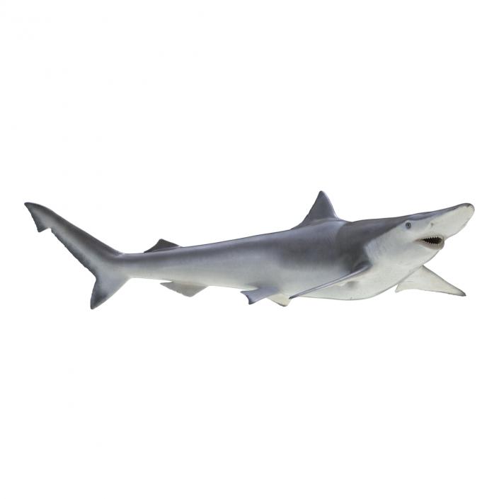 Spadenose Shark Rigged 3D