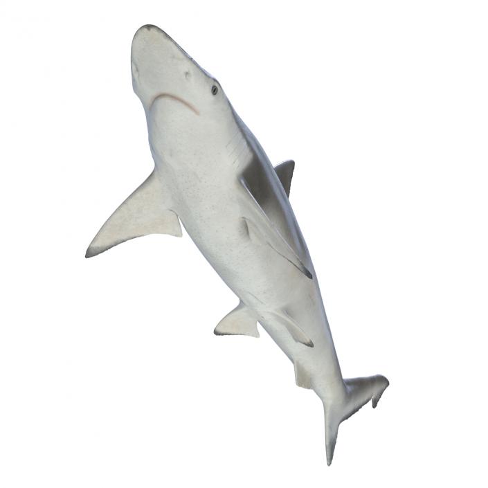 Spadenose Shark Rigged 3D