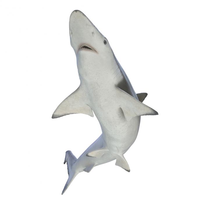 Spadenose Shark Rigged 3D