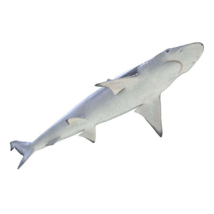 Spadenose Shark Rigged 3D