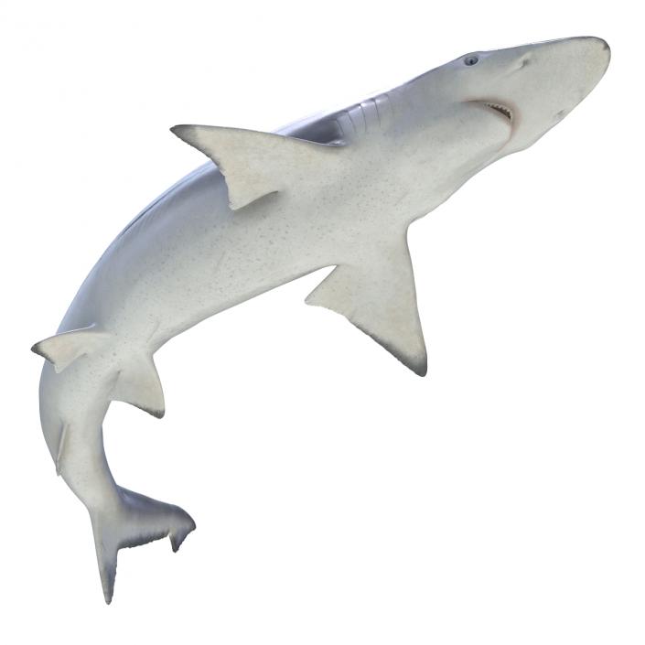 Spadenose Shark Rigged 3D