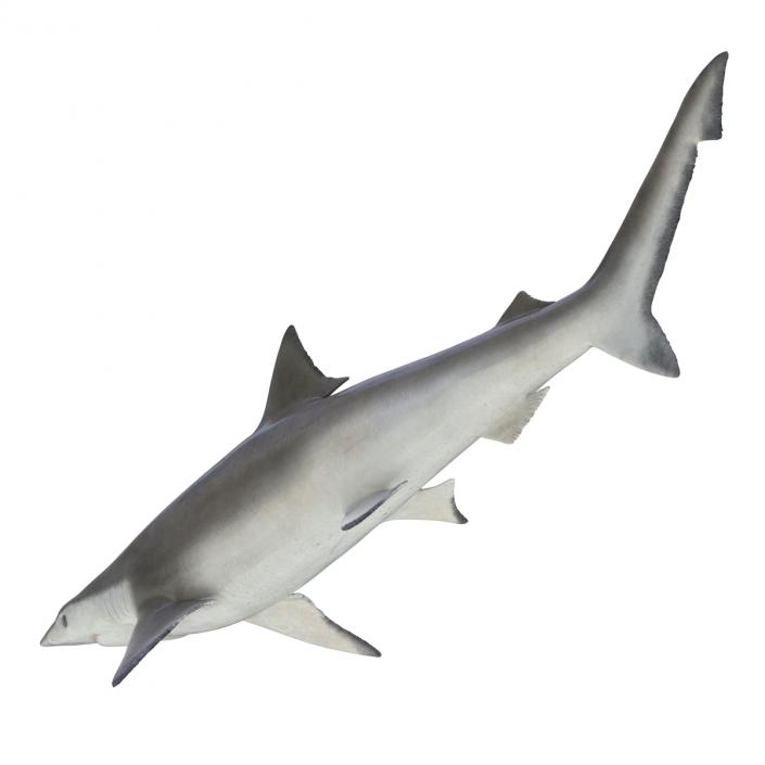 Spadenose Shark Rigged 3D