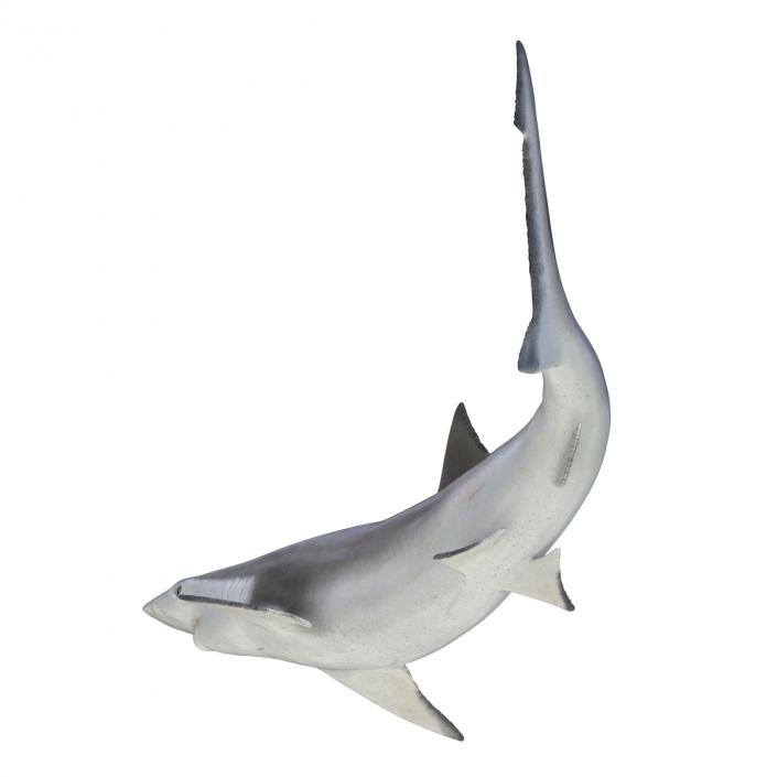 Spadenose Shark Rigged 3D