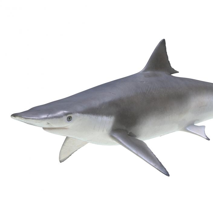 Spadenose Shark Rigged 3D