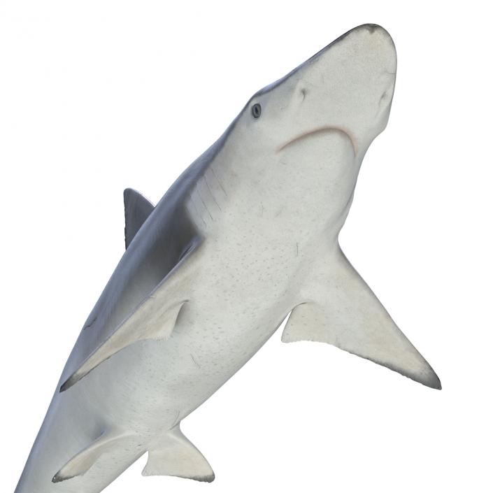 Spadenose Shark Rigged 3D