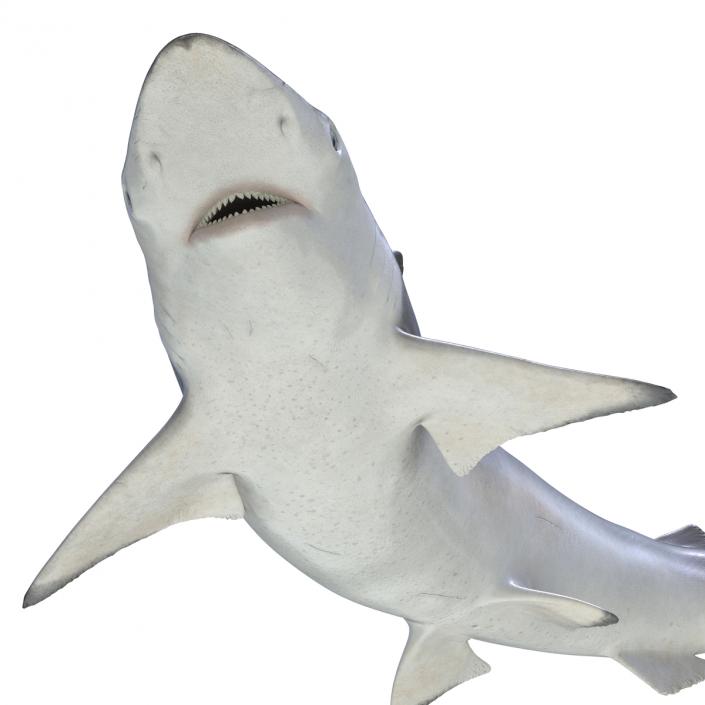 Spadenose Shark Rigged 3D