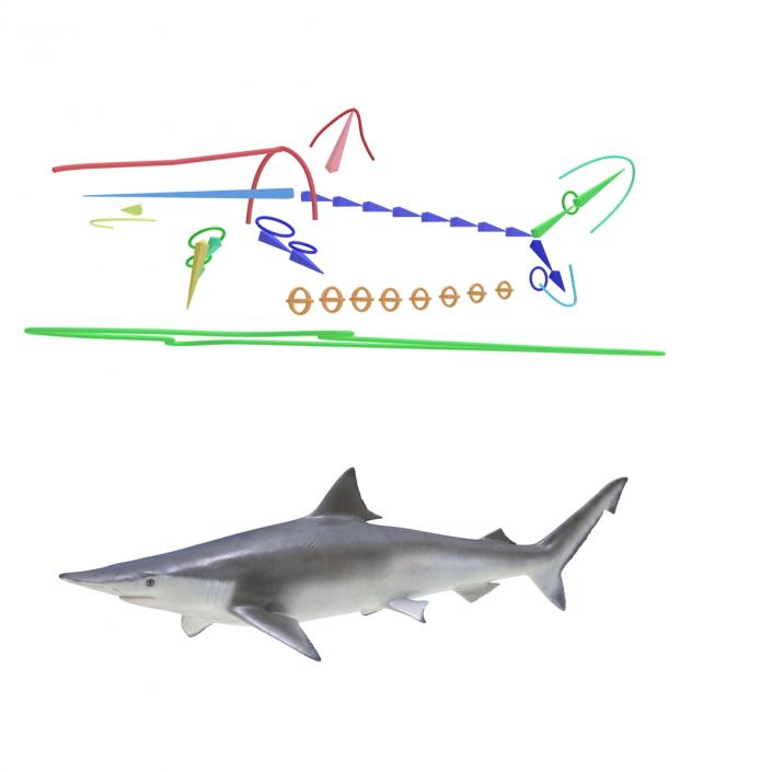 Spadenose Shark Rigged 3D