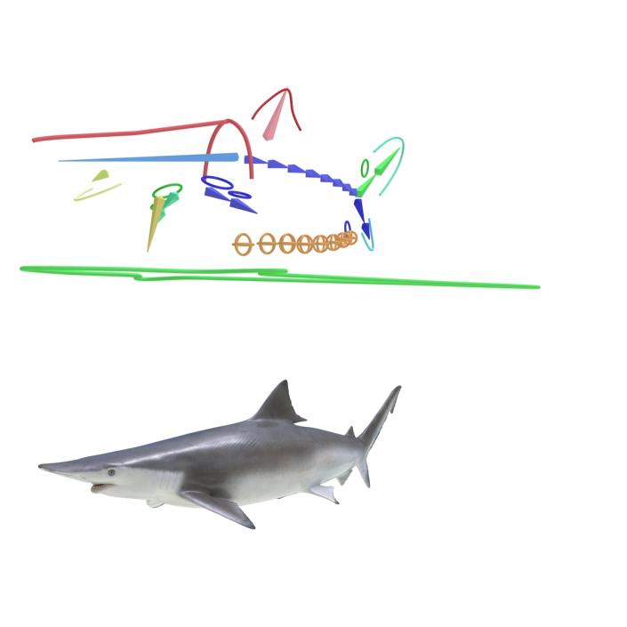 Spadenose Shark Rigged 3D