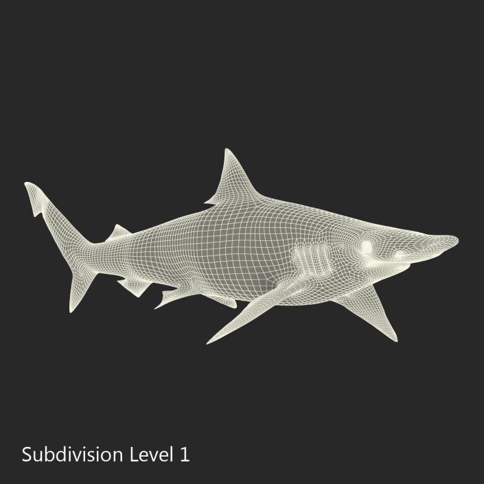 Spadenose Shark Rigged 3D