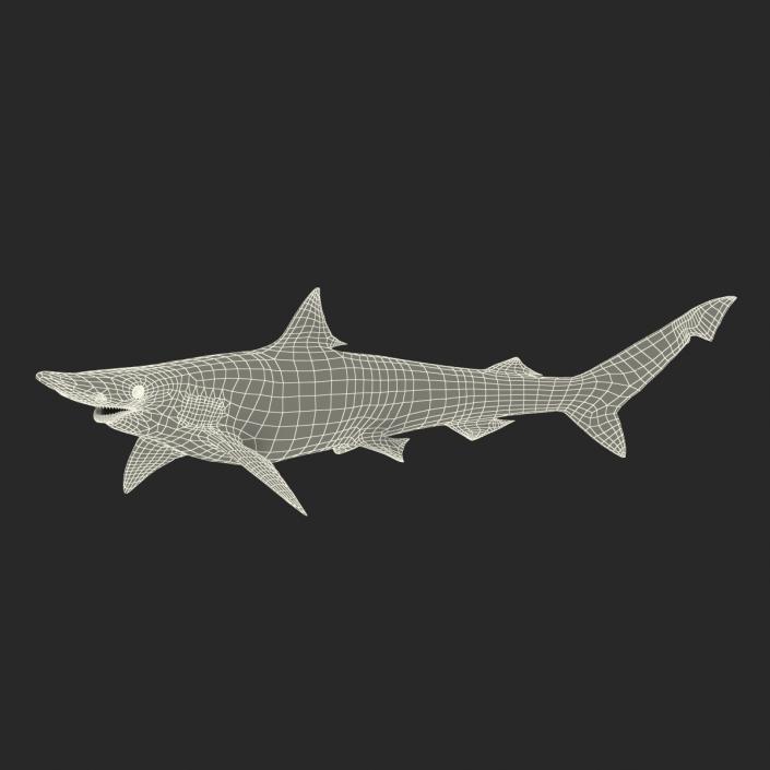 Spadenose Shark Rigged 3D