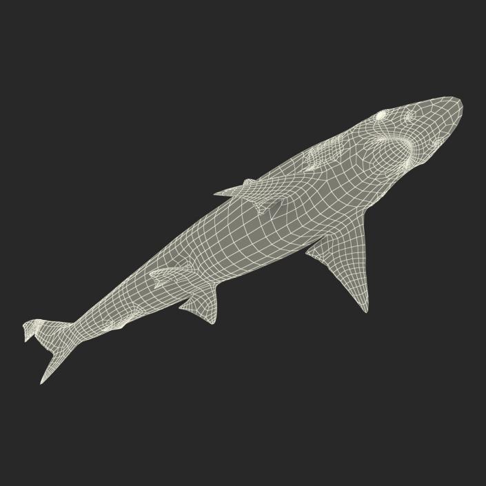 Spadenose Shark Rigged 3D