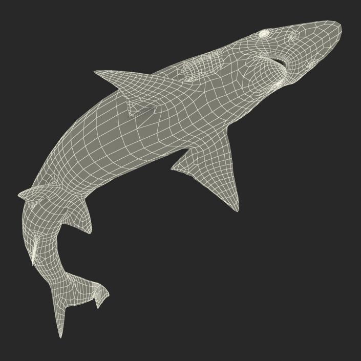 Spadenose Shark Rigged 3D