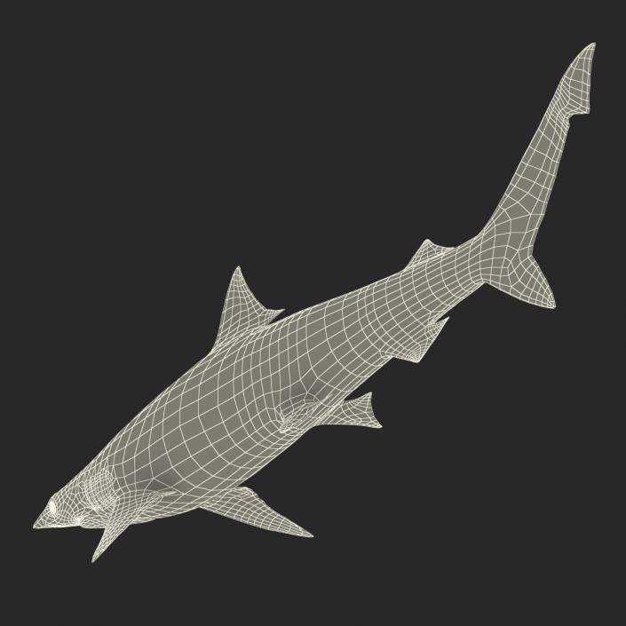 Spadenose Shark Rigged 3D