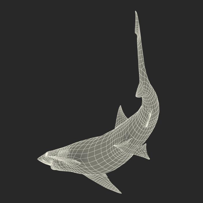 Spadenose Shark Rigged 3D