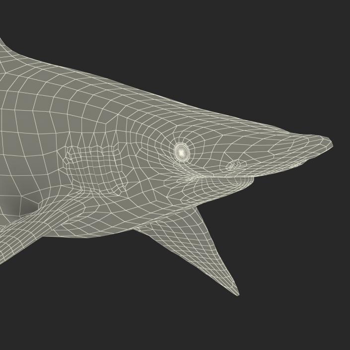 Spadenose Shark Rigged 3D